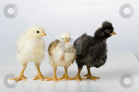 To use this stock image in your creative project, please select the size you need over to the right and click the "Add to Cart" button.
Your downloaded image will come with the Cutcaster watermark removed so don’t worry about the watermark you see on this page. Chiken stock photo, Chiken by Fesus Robert