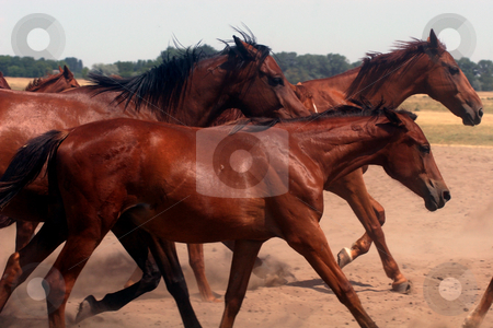 To use this stock image in your creative project, please select the size you need over to the right and click the "Add to Cart" button.
Your downloaded image will come with the Cutcaster watermark removed so don’t worry about the watermark you see on this page. Horse Run stock photo, Horse Run by Fesus Robert