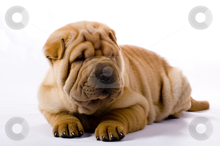 To use this stock image in your creative project, please select the size you need over to the right and click the "Add to Cart" button.
Your downloaded image will come with the Cutcaster watermark removed so don’t worry about the watermark you see on this page. Funny sharpei puppy isolated on white background stock photo, Funny sharpei puppy isolated on white background by Fesus Robert
