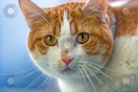 To use this stock image in your creative project, please select the size you need over to the right and click the "Add to Cart" button.
Your downloaded image will come with the Cutcaster watermark removed so don’t worry about the watermark you see on this page. Cat face stock photo, Beautiful cat's face, staring straight forward by Paul Hakimata