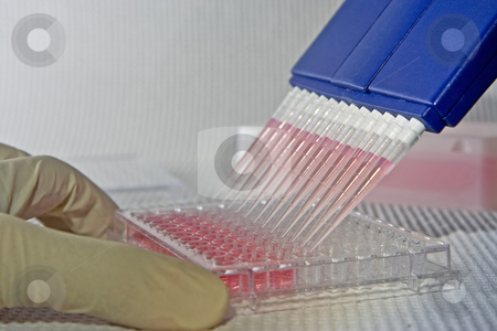 To use this stock image in your creative project, please select the size you need over to the right and click the "Add to Cart" button.
Your downloaded image will come with the Cutcaster watermark removed so don’t worry about the watermark you see on this page. Pipetting experiment stock photo, Scientist using blue multi-channel pipet for pipetting a 96 well plate with pink solution on white by Paul Hakimata