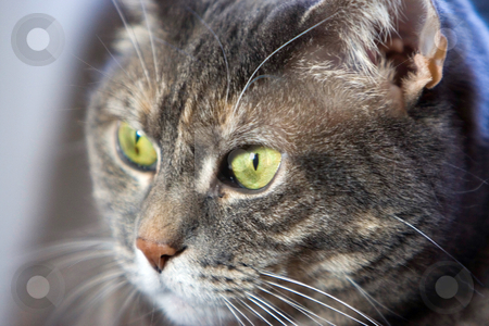 To use this stock image in your creative project, please select the size you need over to the right and click the "Add to Cart" button.
Your downloaded image will come with the Cutcaster watermark removed so don’t worry about the watermark you see on this page. Cat's green eye stock photo, Cat's green eyes by Paul Hakimata