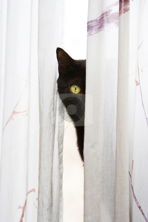 To use this stock image in your creative project, please select the size you need over to the right and click the "Add to Cart" button.
Your downloaded image will come with the Cutcaster watermark removed so don’t worry about the watermark you see on this page. Peeking cat stock photo, Black cat with bright green eyes peeks with one eye, around a white curtain by Paul Hakimata
