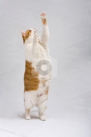 To use this stock image in your creative project, please select the size you need over to the right and click the "Add to Cart" button.
Your downloaded image will come with the Cutcaster watermark removed so don’t worry about the watermark you see on this page. Standing cat stock photo, White with orange cat standing and trying to grab something, isolated on white by Paul Hakimata