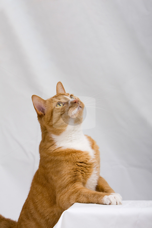 To use this stock image in your creative project, please select the size you need over to the right and click the "Add to Cart" button.
Your downloaded image will come with the Cutcaster watermark removed so don’t worry about the watermark you see on this page. Curious cat stock photo, An orange cat looking up, isolated on white by Paul Hakimata
