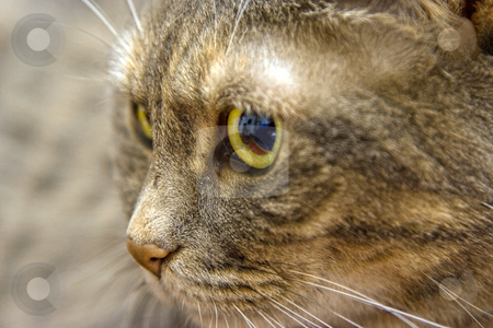 To use this stock image in your creative project, please select the size you need over to the right and click the "Add to Cart" button.
Your downloaded image will come with the Cutcaster watermark removed so don’t worry about the watermark you see on this page. Cat's eye stock photo, Close up of a cat's green eye by Paul Hakimata