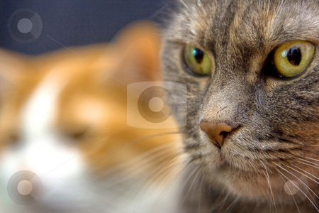 To use this stock image in your creative project, please select the size you need over to the right and click the "Add to Cart" button.
Your downloaded image will come with the Cutcaster watermark removed so don’t worry about the watermark you see on this page. Cat's look stock photo, Two cats looking at the unknown by Paul Hakimata