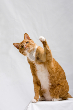 To use this stock image in your creative project, please select the size you need over to the right and click the "Add to Cart" button.
Your downloaded image will come with the Cutcaster watermark removed so don’t worry about the watermark you see on this page. Cute cat with paw up stock photo, Cute orange cat sitting on white table with one paw up trying to hit something, isolated on white by Paul Hakimata