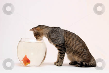 To use this stock image in your creative project, please select the size you need over to the right and click the "Add to Cart" button.
Your downloaded image will come with the Cutcaster watermark removed so don’t worry about the watermark you see on this page. Home cat and a gold fish. stock photo, Home cat and a gold fish. by Fesus Robert