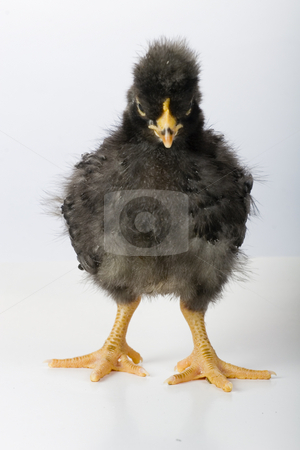 To use this stock image in your creative project, please select the size you need over to the right and click the "Add to Cart" button.
Your downloaded image will come with the Cutcaster watermark removed so don’t worry about the watermark you see on this page. Chicken stock photo, Chicken by Fesus Robert