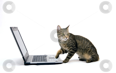 To use this stock image in your creative project, please select the size you need over to the right and click the "Add to Cart" button.
Your downloaded image will come with the Cutcaster watermark removed so don’t worry about the watermark you see on this page. Home cat are surfing on the Internet stock photo, Home cat are surfing on the Internet by Fesus Robert
