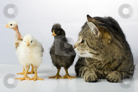 To use this stock image in your creative project, please select the size you need over to the right and click the "Add to Cart" button.
Your downloaded image will come with the Cutcaster watermark removed so don’t worry about the watermark you see on this page. Chicken and cat stock photo, Chicken and cat by Fesus Robert