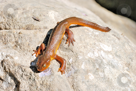 To use this stock image in your creative project, please select the size you need over to the right and click the "Add to Cart" button.
Your downloaded image will come with the Cutcaster watermark removed so don’t worry about the watermark you see on this page. California Newt on A Rock stock photo, California Newt (Taricha Torosa) on A Rock in the Sun by Denis Radovanovic