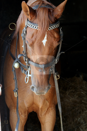 To use this stock image in your creative project, please select the size you need over to the right and click the "Add to Cart" button.
Your downloaded image will come with the Cutcaster watermark removed so don’t worry about the watermark you see on this page. Horse stock photo, Horse by Fesus Robert