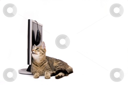 To use this stock image in your creative project, please select the size you need over to the right and click the "Add to Cart" button.
Your downloaded image will come with the Cutcaster watermark removed so don’t worry about the watermark you see on this page. Cat stock photo, Modern silver monitor on reflective surface and home cat, isolated on white by Fesus Robert