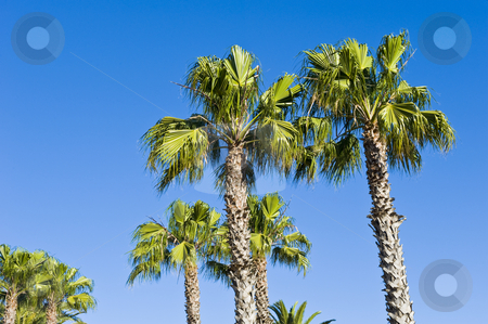 To use this stock image in your creative project, please select the size you need over to the right and click the "Add to Cart" button.
Your downloaded image will come with the Cutcaster watermark removed so don’t worry about the watermark you see on this page. Beautiful green palm trees etched against a blue sky stock photo, Beautiful green palm trees etched against a blue sky. by Nicolaas Traut