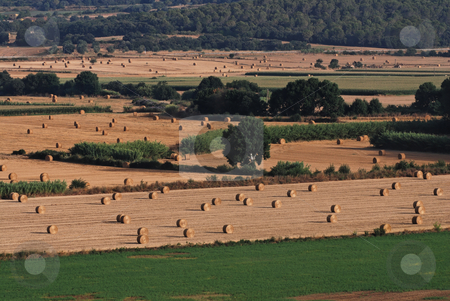 To use this stock image in your creative project, please select the size you need over to the right and click the "Add to Cart" button.
Your downloaded image will come with the Cutcaster watermark removed so don’t worry about the watermark you see on this page. Rural landscape in Catalonia stock photo, by Gady Cojocaru