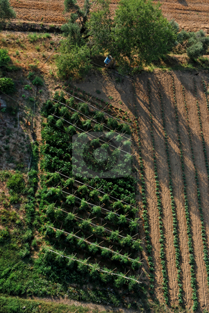 To use this stock image in your creative project, please select the size you need over to the right and click the "Add to Cart" button.
Your downloaded image will come with the Cutcaster watermark removed so don’t worry about the watermark you see on this page. Agriculture in Catalonia stock photo, Picture taken form a hot air balloon by Gady Cojocaru