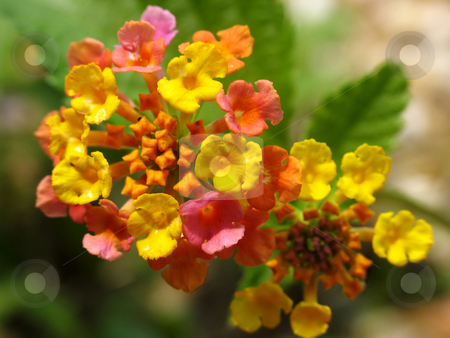 To use this stock image in your creative project, please select the size you need over to the right and click the "Add to Cart" button.
Your downloaded image will come with the Cutcaster watermark removed so don’t worry about the watermark you see on this page. Lantana stock photo, Lantana flower, or butterfly bush by Anita Peppers