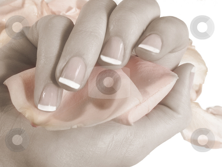 To use this stock image in your creative project, please select the size you need over to the right and click the "Add to Cart" button.
Your downloaded image will come with the Cutcaster watermark removed so don’t worry about the watermark you see on this page. Nails and petals stock photo, French manicured nails holding rose petals by Anita Peppers
