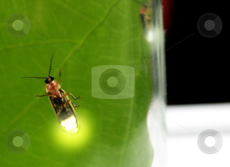 To use this stock image in your creative project, please select the size you need over to the right and click the "Add to Cart" button.
Your downloaded image will come with the Cutcaster watermark removed so don’t worry about the watermark you see on this page. Pyractomena borealis or