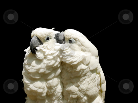 To use this stock image in your creative project, please select the size you need over to the right and click the "Add to Cart" button.
Your downloaded image will come with the Cutcaster watermark removed so don’t worry about the watermark you see on this page. White parrots stock photo, Two white parrots against black by Anita Peppers