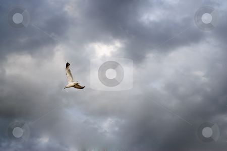To use this stock image in your creative project, please select the size you need over to the right and click the "Add to Cart" button.
Your downloaded image will come with the Cutcaster watermark removed so don’t worry about the watermark you see on this page. Freedom stock photo, A single seagull flying free, shot against a cloudy sky by Richard Nelson