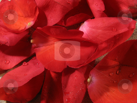 To use this stock image in your creative project, please select the size you need over to the right and click the "Add to Cart" button.
Your downloaded image will come with the Cutcaster watermark removed so don’t worry about the watermark you see on this page. Rose background stock photo, Red rose petal background by Anita Peppers