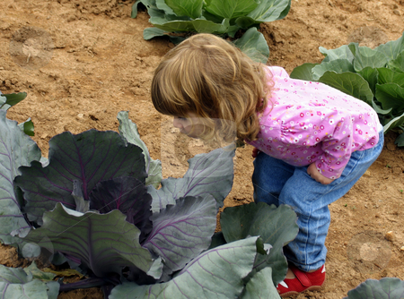 To use this stock image in your creative project, please select the size you need over to the right and click the "Add to Cart" button.
Your downloaded image will come with the Cutcaster watermark removed so don’t worry about the watermark you see on this page. Child in cabbage patch stock photo, Little girl peering into cabbage in a garden by Anita Peppers