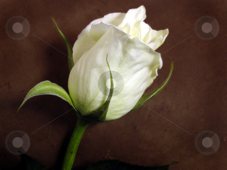 To use this stock image in your creative project, please select the size you need over to the right and click the "Add to Cart" button.
Your downloaded image will come with the Cutcaster watermark removed so don’t worry about the watermark you see on this page. White rose stock photo, White rose against a brown background by Anita Peppers