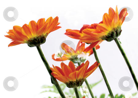 To use this stock image in your creative project, please select the size you need over to the right and click the "Add to Cart" button.
Your downloaded image will come with the Cutcaster watermark removed so don’t worry about the watermark you see on this page. Lilies stock photo, by Anita Peppers
