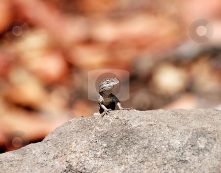 To use this stock image in your creative project, please select the size you need over to the right and click the "Add to Cart" button.
Your downloaded image will come with the Cutcaster watermark removed so don’t worry about the watermark you see on this page. Western Fence Lizard stock photo, Western Fence or Blue-Bellied Lizard (Sceloporus occidentalis) On Top of a Rock by Denis Radovanovic