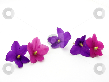 To use this stock image in your creative project, please select the size you need over to the right and click the "Add to Cart" button.
Your downloaded image will come with the Cutcaster watermark removed so don’t worry about the watermark you see on this page. Violets stock photo, Violet flowers and petals isolated on white background. by Nedim Juki?