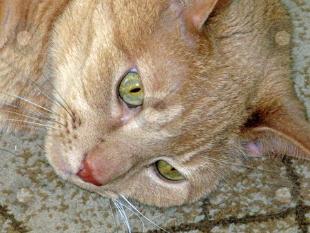 To use this stock image in your creative project, please select the size you need over to the right and click the "Add to Cart" button.
Your downloaded image will come with the Cutcaster watermark removed so don’t worry about the watermark you see on this page. Head of a Cat stock photo, A headshot of a cat laying on a rug. by Lucy Clark
