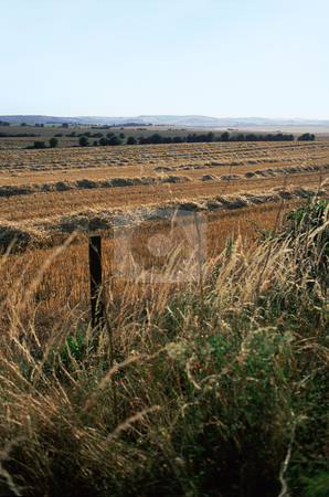 To use this stock image in your creative project, please select the size you need over to the right and click the "Add to Cart" button.
Your downloaded image will come with the Cutcaster watermark removed so don’t worry about the watermark you see on this page. MPIXIS250808 stock photo, Harvested crops by Mpixis World