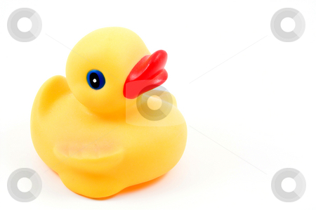 To use this stock image in your creative project, please select the size you need over to the right and click the "Add to Cart" button.
Your downloaded image will come with the Cutcaster watermark removed so don’t worry about the watermark you see on this page. Rubber Ducky stock photo, A rubber duck floating in a swimming pool. by Robert Byron