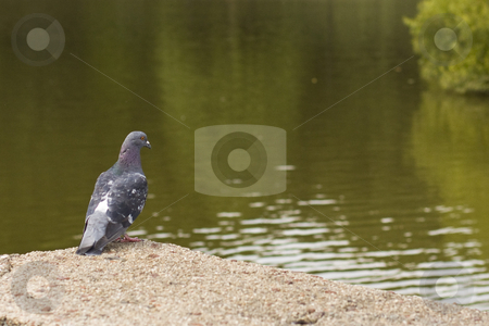To use this stock image in your creative project, please select the size you need over to the right and click the "Add to Cart" button.
Your downloaded image will come with the Cutcaster watermark removed so don’t worry about the watermark you see on this page. Pigeon at the pond stock photo, A pigeon at a park with water in view by Seph Daradar