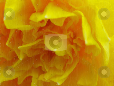 To use this stock image in your creative project, please select the size you need over to the right and click the "Add to Cart" button.
Your downloaded image will come with the Cutcaster watermark removed so don’t worry about the watermark you see on this page. Rainy day stock photo, Picture of a flower by Keimpe Roedema