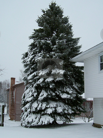 To use this stock image in your creative project, please select the size you need over to the right and click the "Add to Cart" button.
Your downloaded image will come with the Cutcaster watermark removed so don’t worry about the watermark you see on this page. Majestic Snow Pine stock photo, Majestic pine loaded with snow by Emma Moore