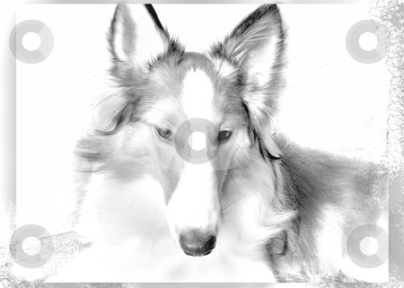 To use this stock image in your creative project, please select the size you need over to the right and click the "Add to Cart" button.
Your downloaded image will come with the Cutcaster watermark removed so don’t worry about the watermark you see on this page. Sheltie Reflective Pose stock photo, Sheltie in a reflective thought by Emma Moore