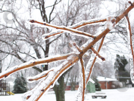 To use this stock image in your creative project, please select the size you need over to the right and click the "Add to Cart" button.
Your downloaded image will come with the Cutcaster watermark removed so don’t worry about the watermark you see on this page. Icy Branch stock photo, Branch coated with ice by Emma Moore