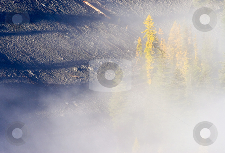 To use this stock image in your creative project, please select the size you need over to the right and click the "Add to Cart" button.
Your downloaded image will come with the Cutcaster watermark removed so don’t worry about the watermark you see on this page. Shadows of the Forest stock photo, Long shadows from taller trees seem to dwarf the fir and larch trees partially hidden in the rising fog. by Mike Dawson