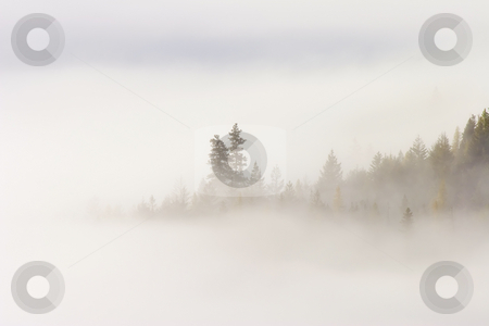 To use this stock image in your creative project, please select the size you need over to the right and click the "Add to Cart" button.
Your downloaded image will come with the Cutcaster watermark removed so don’t worry about the watermark you see on this page. Emergence stock photo, A stand of fir and larch trees emerge from the morning fog as the sun illuminates a new day in the deep canyon below Clear Creek Falls in Washington. by Mike Dawson