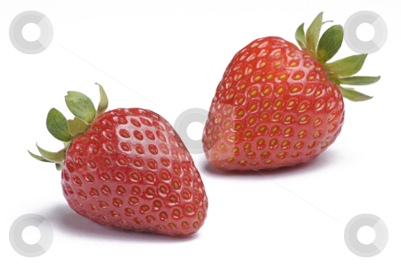 To use this stock image in your creative project, please select the size you need over to the right and click the "Add to Cart" button.
Your downloaded image will come with the Cutcaster watermark removed so don’t worry about the watermark you see on this page. Strawberries on White stock photo, Two ripe strawberries on white background by Mike Dykstra