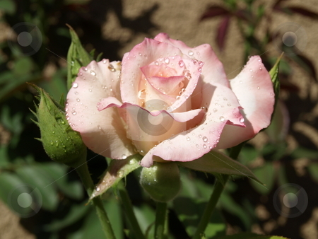 To use this stock image in your creative project, please select the size you need over to the right and click the "Add to Cart" button.
Your downloaded image will come with the Cutcaster watermark removed so don’t worry about the watermark you see on this page. Pink Rose stock photo, Pink Rose by Joseph Ligori