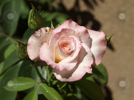 To use this stock image in your creative project, please select the size you need over to the right and click the "Add to Cart" button.
Your downloaded image will come with the Cutcaster watermark removed so don’t worry about the watermark you see on this page. Pink rose with Dew stock photo, Pink Rose by Joseph Ligori