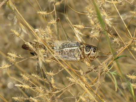 To use this stock image in your creative project, please select the size you need over to the right and click the "Add to Cart" button.
Your downloaded image will come with the Cutcaster watermark removed so don’t worry about the watermark you see on this page. Grasshopper stock photo, Grasshopper and plant by Roman Vintonyak