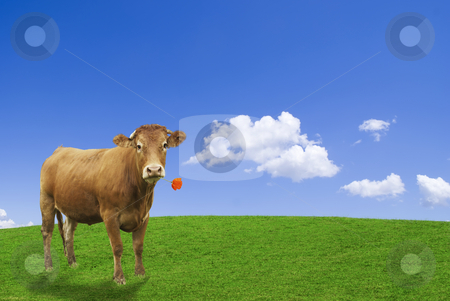 To use this stock image in your creative project, please select the size you need over to the right and click the "Add to Cart" button.
Your downloaded image will come with the Cutcaster watermark removed so don’t worry about the watermark you see on this page. Brown cow stock photo, Brown cow in an ideal agricultural word eating a red poppy. by Serge VILLA