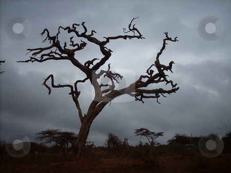 To use this stock image in your creative project, please select the size you need over to the right and click the "Add to Cart" button.
Your downloaded image will come with the Cutcaster watermark removed so don’t worry about the watermark you see on this page. Dead Tree silhouette stock photo, Beautiful, artistic, dead and dried up tree silhouetted against the grey eerie skies in the Amboseli National Park by Rose Nthiwa