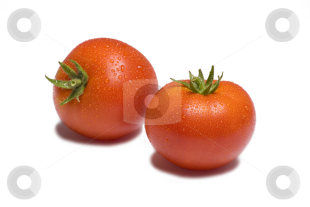 To use this stock image in your creative project, please select the size you need over to the right and click the "Add to Cart" button.
Your downloaded image will come with the Cutcaster watermark removed so don’t worry about the watermark you see on this page. Tomato on White Background stock photo, Two vibrant tomatoes on white background glistening with water by Mike Dykstra